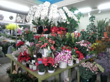 「小林生花店」　（神奈川県小田原市）の花屋店舗写真2